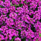 5,000 Bulk Seeds ALYSSUM PURLE ROYAL CARPET Lobularia Maritima edlcy (Seeds)