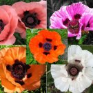 10,000 Bulk Seeds ORIENTAL POPPY MIX Papaver Orientale edlcy (Seeds)