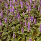 10,000 Bulk Seeds HYSSOP LAVENDER Agastache Foeniculum edlcy (Seeds)