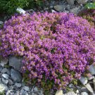 50,000 Bulk Seeds CREEPING THYME Thymus Serpyllum edlcy (Seeds)