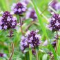 50,000 Bulk Seeds CREEPING THYME Thymus Serpyllum edlcy (Seeds)