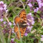50,000 Bulk Seeds CREEPING THYME Thymus Serpyllum edlcy (Seeds)