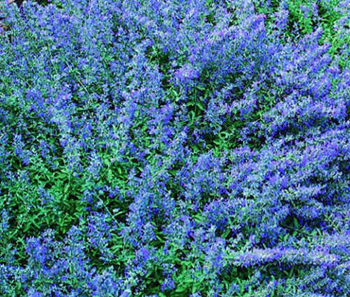 5,000 Bulk Seeds CATMINT BLUE Nepeta Mussinii edlcy (Seeds)