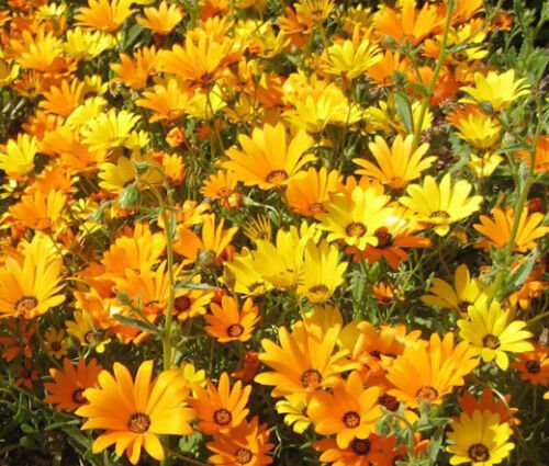 5,000 Bulk Seeds AFRICAN DAISY MIX Dimorphotheca Sinuata edlcy (Seeds)