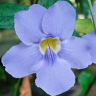 5 Seeds Thunbergia grandiflora Blue Sky Bengal Clock Vine edlcy (Seeds) 5 Seeds Thunbergia grandiflora Blue Sky Bengal Clock Vine edlcy (Seeds)