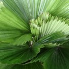 5 Seeds Licuala grandis Palas & Ruffled & Vanuatu Fan Palm edlcy (Seeds)