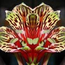 5 Seeds Alstroemeria psittacina Peruvian lily Parrot flower edlcy (Seeds) 5 Seeds Alstroemeria psittacina Peruvian lily Parrot flower edlcy (Seeds)