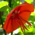 10 Seeds Pentapetes phoenicea Noon Flower Midday Scarlet Mallow edlcy (Seeds) 10 Seeds Pentapetes phoenicea Noon Flower Midday Scarlet Mallow edlcy (Seeds)