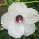 10 Seeds Hibiscus dasycalyx Neches River Rosemallow edlcy (Seeds) 10 Seeds Hibiscus dasycalyx Neches River Rosemallow edlcy (Seeds)