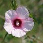 10 Seeds Hibiscus laevis Halberd Leaf Rose Mallow edlcy (Seeds)