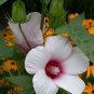 10 Seeds Hibiscus laevis Halberd Leaf Rose Mallow edlcy (Seeds)