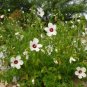 10 Seeds Hibiscus laevis Halberd Leaf Rose Mallow edlcy (Seeds)