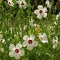 10 Seeds Hibiscus laevis Halberd Leaf Rose Mallow edlcy (Seeds)