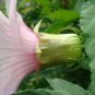 10 Seeds Hibiscus laevis Halberd Leaf Rose Mallow edlcy (Seeds)