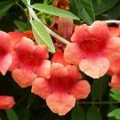 10 Seeds Campsis tagliabuana Madame Galen edlcy (Seeds) 10 Seeds Campsis tagliabuana Madame Galen edlcy (Seeds)
