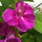 10 Seeds Impatiens balsamina Rose Balsam Touch-Me-Not edlcy (Seeds) 10 Seeds Impatiens balsamina Rose Balsam Touch-Me-Not edlcy (Seeds)