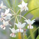 10 Seeds Gomphocarpus fruticosus Swan Plant Milkweed Tennis Ball Bush edlcy (Seeds) 10 Seeds Gomphocarpus fruticosus Swan Plant Milkweed Tennis Ball Bush edlcy (Seeds)
