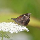 50 Seeds Asclepias incarnata White Ice Ballet edlcy (Seeds) 50 Seeds Asclepias incarnata White Ice Ballet edlcy (Seeds)