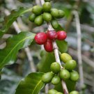 5 Seeds Coffea arabica Caturra Dwarf Coffee edlcy (Seeds) 5 Seeds Coffea arabica Caturra Dwarf Coffee edlcy (Seeds)