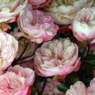 10 Seeds Rosa Chinensis Angel Wings Miniature Rose edlcy (Seeds)