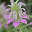 500 Seeds Monarda punctata Dotted Horsemint Spotted Bee Balm edlcy (Seeds) 500 Seeds Monarda punctata Dotted Horsemint Spotted Bee Balm edlcy (Seeds)