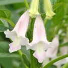 50 Seeds Sesamum indicum Black Sesame Seed edlcy (Seeds)