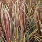 20 Seeds Phormium Rainbow Stripe edlcy (Seeds) 20 Seeds Phormium Rainbow Stripe edlcy (Seeds)