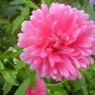 20 Seeds Callistephus chinensis Dwarf Milady China Aster edlcy (Seeds) 20 Seeds Callistephus chinensis Dwarf Milady China Aster edlcy (Seeds)