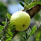 10 Seeds Phyllanthus emblica Amla Indian Gooseberry Malacca Tree edlcy (Seeds) 10 Seeds Phyllanthus emblica Amla Indian Gooseberry Malacca Tree edlcy (Seeds)