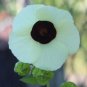 10 Seeds Hibiscus vitifolius Grape Leaved Mallow Tropical Fanleaf edlcy (Seeds)