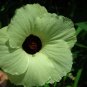 10 Seeds Hibiscus vitifolius Grape Leaved Mallow Tropical Fanleaf edlcy (Seeds)