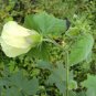 10 Seeds Hibiscus vitifolius Grape Leaved Mallow Tropical Fanleaf edlcy (Seeds)