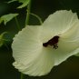 10 Seeds Hibiscus vitifolius Grape Leaved Mallow Tropical Fanleaf edlcy (Seeds)