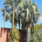 5 Seeds Brahea armata Blue Hesper & Mexican-Blue Fan Palm Gray Goddess edlcy (Seeds) 5 Seeds Brahea armata Blue Hesper & Mexican-Blue Fan Palm Gray Goddess edlcy (Seeds)