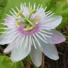 5 Seeds Passiflora foetida Wild Maracuja| Bush Passion Fruit edlcy (Seeds)