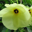 10 Seeds Abelmoschus manihot Aibika Sunset Muskmallow Hibiscus edlcy (Seeds) 10 Seeds Abelmoschus manihot Aibika Sunset Muskmallow Hibiscus edlcy (Seeds)