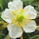 200 Seeds Muntingia calabura Calabura Panama Berry Capulin Jamaican Cherry edlcy (Seeds) 200 Seeds Muntingia calabura Calabura Panama Berry Capulin Jamaican Cherry edlcy (Seeds)