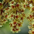 5 Seeds Sterculia villosa Elephant Rope Tree|Hairy-Sterculia Sardol Udal edlcy (Seeds) 5 Seeds Sterculia villosa Elephant Rope Tree|Hairy-Sterculia Sardol Udal edlcy (Seeds)