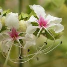 5 Seeds Clerodendrum infortunatum Bhat Hill Glory Bower edlcy (Seeds) 5 Seeds Clerodendrum infortunatum Bhat Hill Glory Bower edlcy (Seeds)