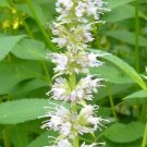 10 Seeds Agastache rugosa Alba Liquorice White Anise Hyssop Snow Spike edlcy (Seeds) 10 Seeds Agastache rugosa Alba Liquorice White Anise Hyssop Snow Spike edlcy (Seeds)