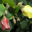 5 Seeds Thespesia populnea Portia Tree Aden Apple Indian Tulip Milo edlcy (Seeds) 5 Seeds Thespesia populnea Portia Tree Aden Apple Indian Tulip Milo edlcy (Seeds)