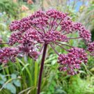 10 Seeds Angelica gigas Giant Purple Korean Angelica|Dang Gui| edlcy (Seeds) 10 Seeds Angelica gigas Giant Purple Korean Angelica|Dang Gui| edlcy (Seeds)
