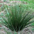 100 Seeds Juncus effusus Soft & Common & Lamp & Pacific Rush edlcy (Seeds) 100 Seeds Juncus effusus Soft & Common & Lamp & Pacific Rush edlcy (Seeds)