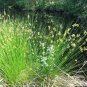 100 Seeds Juncus effusus Soft & Common & Lamp & Pacific Rush edlcy (Seeds)