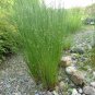 100 Seeds Juncus effusus Soft & Common & Lamp & Pacific Rush edlcy (Seeds)