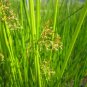 100 Seeds Juncus effusus Soft & Common & Lamp & Pacific Rush edlcy (Seeds)