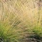 100 Seeds Juncus effusus Soft & Common & Lamp & Pacific Rush edlcy (Seeds)