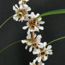 50 Seeds Agonis flexuosa Australian Willow Myrtle Peppermint Tree edlcy (Seeds) 50 Seeds Agonis flexuosa Australian Willow Myrtle Peppermint Tree edlcy (Seeds)