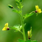 10 Seeds Cleome viscosa Tickweed Asian Spiderflower Jazmin de Rio edlcy (Seeds)