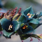 20 Seeds Puya alpestris Sapphire Tower Bromeliad edlcy (Seeds)